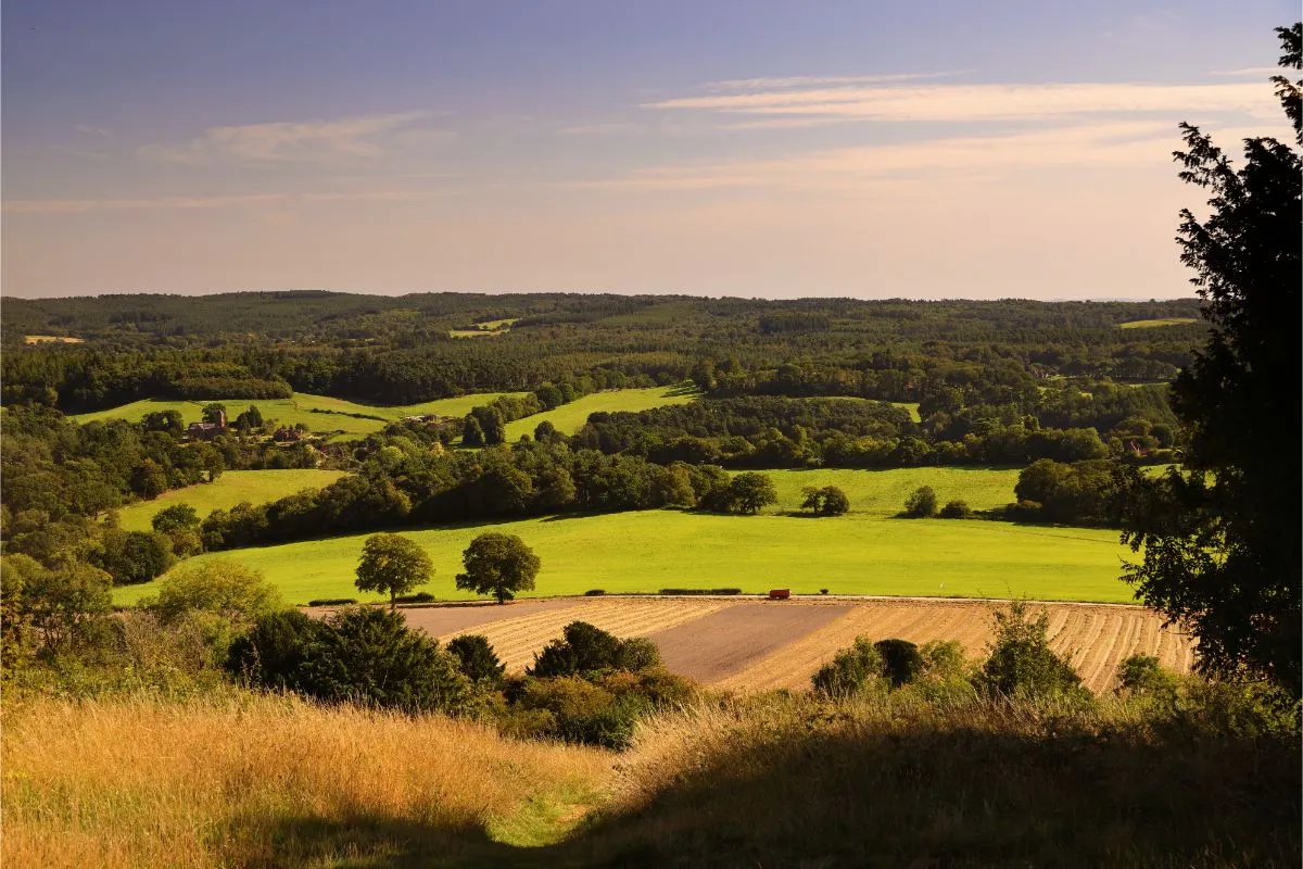 Newlands Corner